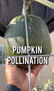 No.5 Pumpkin/Squash Pollination. #whatsupinthegarden #pumpkin #pollination #garden #gardening | Urrbangarden