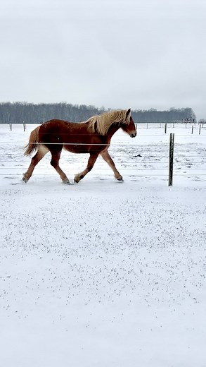 A little throwback to Andrea living her best life in last year’s snowfall ❄️🤎 She’s officially putting in her request for another good snow…preferably soon. | Rath Farms Company Store