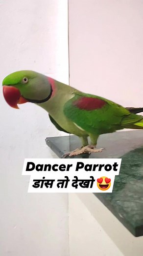 Parrot Cute Dance ♥️ | Pablo Family