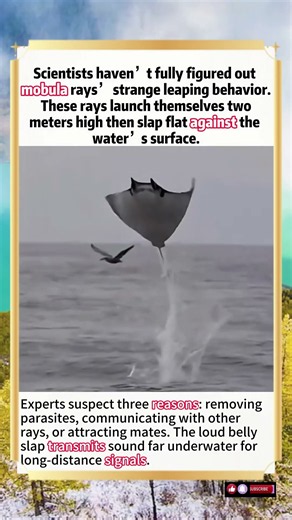 Why Mobula Rays Leap 2 Meters Out Of The Ocean And Crash Onto Their Bellies #animals