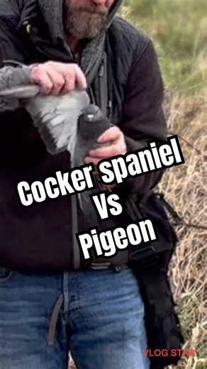 Cocker Spaniel Training: Steady to live Flush & Dummy Launcher Drill #dogtraining #gundogbreeds