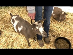 21 reactions | Check out who won the 4H Goat Milking Compeition and the secret to their milking success! | Evergreen State Fair | Facebook