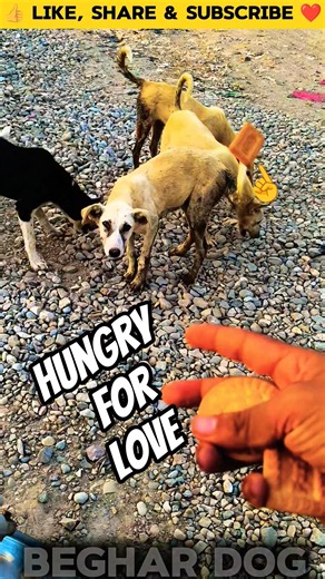 Humanity Still Lives🐕 #trending #adoptstrays #dogfeeding #puppy #doglife #straydog