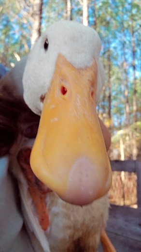 having to dodge poop on the porch is not a good enough reason to keep your animals in a run... 🙃😂😂😂 #chickensoftiktok #ducksoftiktok #oops