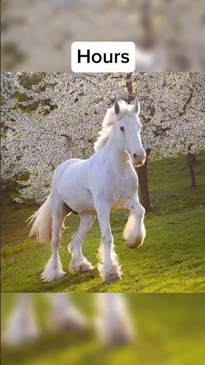 How animals give birth