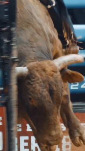 Experience Professional Bull Riding at Cosm!