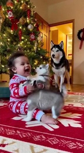 Husky Mama Surprises Her Baby with an Adorable Litter of Puppies 🐾