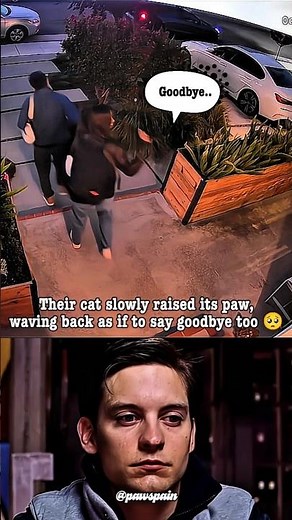 When a Cat Says Goodbye Too 😢 | Heartwarming CCTV Moment