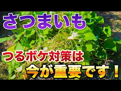 【サツマイモ】つるボケしている方必見！超簡単な対策方法とつる返しを解説します！