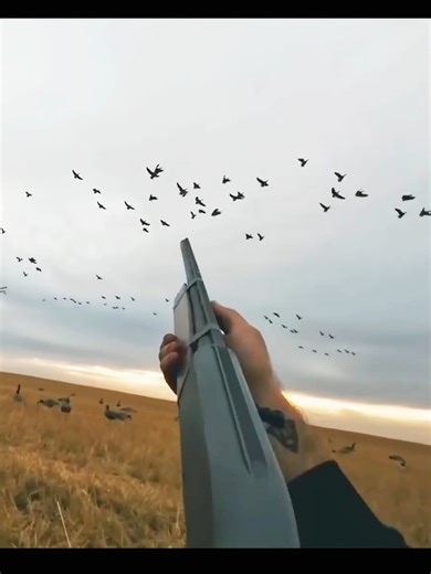 Много гусей летит в одну линию | Зимняя охота#snowgoose#duckhunting#winterseason#hunting