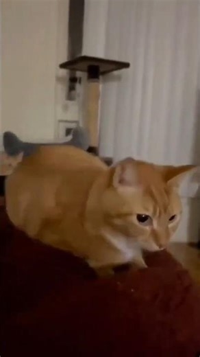 Cat Bouncing😎 #cat #usa #usashorts