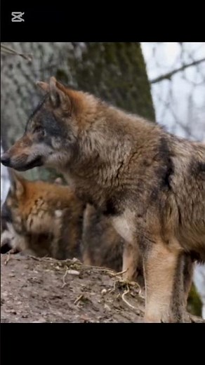 What Wolves Do Before Attacking Will Shock You