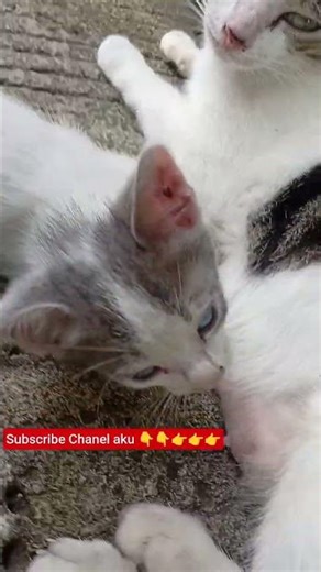 cat 50 million more nete