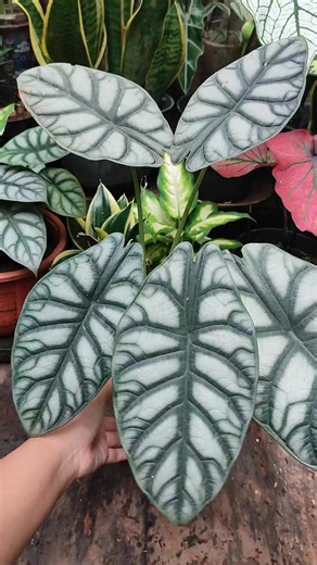 How to propagate alocasia dragon silver by bulb #propagate #alocasia #bulb #reels | Anaa Koorneia