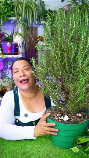 El ERROR que está HACIENDO que tu ROMERO PIERDA HOJAS y se SEQUE y cómo EVITARLO DEFINITIVAMENTE