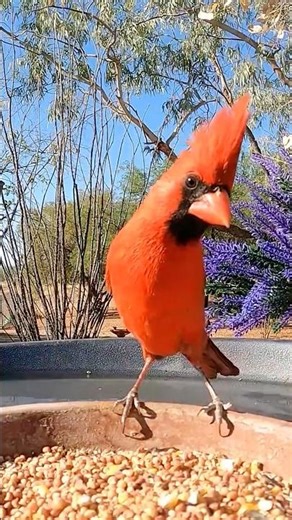 Northern Cardinal Makes a Grand Entrance at the Feeder ❤️🐦 | Arizona Backyard Birds