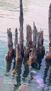 583K views · 9.3K reactions | Can you see the mermaid in this video?  (And her ears?) This video was filmed in Lake Huron and shows a purple mermaid lingering near some old wooden posts. The reflections on the water make it a little challenging to see her clearly! This is me in a mermaid costume, by the way. I'm a professional mermaid performer. I am not AI or CGI. #themagiccrafter #mermaid #lakehuronmermaid #professionalmermaid #michiganmermaid | The Magic Crafter | Facebook