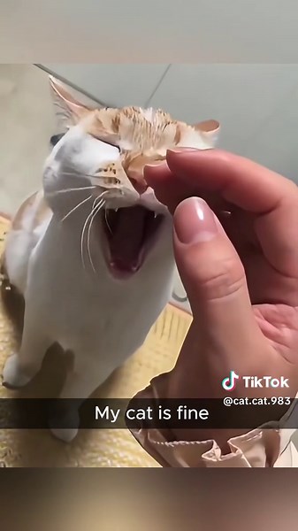 cat.cat.816 (@cat.cat.816)’s videos with original sound - cat.cat.816