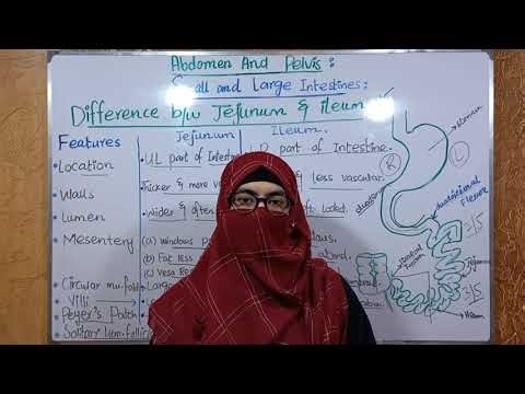 Difference between Jejunum and Ileum | Anatomy of small Intestine | @ayeshamedicaleducation