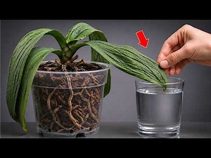 Orchid Leaves Drooping? The Real Problem?