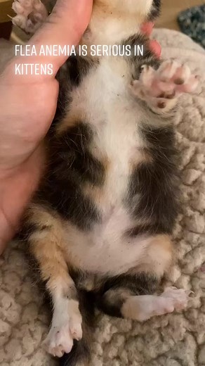 5K views · 46 reactions | Dealing with FLEAS in a neonatal kitten. #tiktokpartner #trend, #learnontiktok #kitten #trending, #neonatalkitten #fyp, #viral, #fleas #foryou, #fyps, #trends, | Dr. Jessica | Facebook