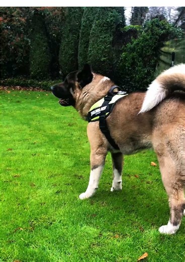 Two American Akitas moving together in perfect sync. This isn’t trained behavior it’s a natural bond built on trust, balance, and connection. Powerful, calm, and deeply connected. This is the American Akita way. #americanakita #dog #nature #akita
