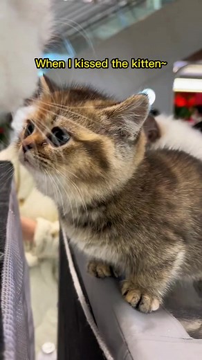 Adorable Cat Gets Kisses from Owner | Cute Cat Video