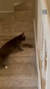 Chipmunk invasion! This cat greeted its human with a little treat. It took her 2 hours to get the chipmunk out of her house. | NowThis
