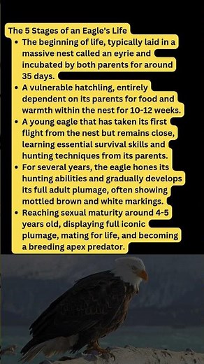 The EPIC 5 Stages of an Eagle's Life! 🦅 From Egg to King! #facts #shorts
