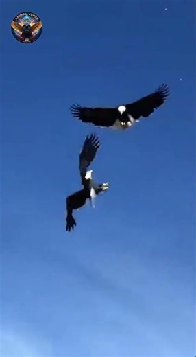 Two bald eagles fighting in mid-air