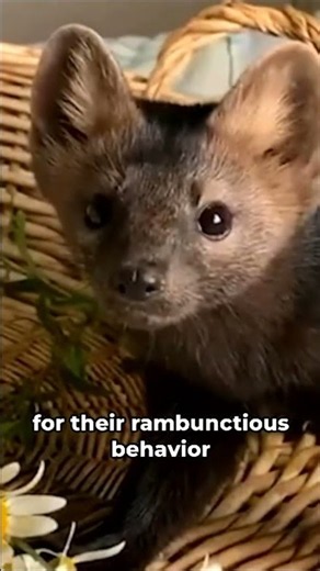 Sables: Ferrets on Steroids... ручной соболь #animals