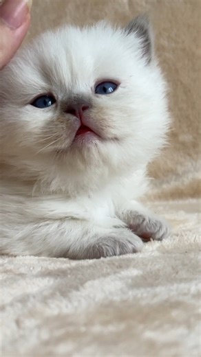 Caramel 🍬 British Longhair Colorpoint kitten