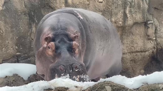 Hippos can open their mouths to an astonishing 150 degrees—wide enough to show off massive teeth and powerful jaws. While it often looks like a big yawn, this display is usually a form of communication, helping hippos establish space and show dominance rather than an invitation for a snack. At the Cincinnati Zoo, seeing a hippo open wide is a jaw-dropping reminder of just how powerful these animals are. Big smile… big respect. | Cincinnati Zoo & Botanical Garden