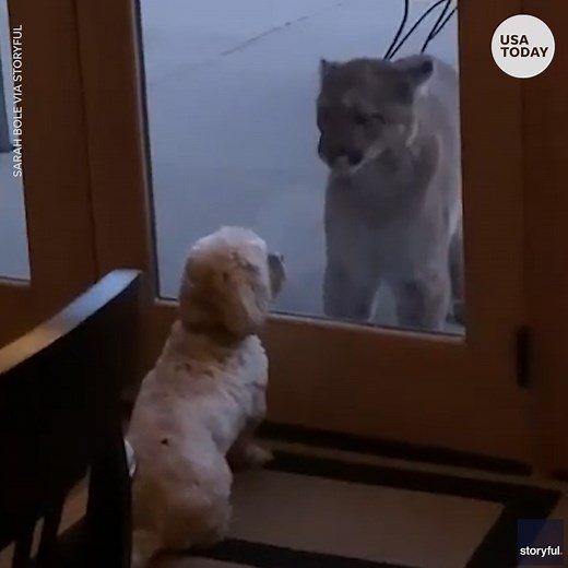 Tiny dog vs. mountain lion = ultimate stare down contest | USA TODAY Video