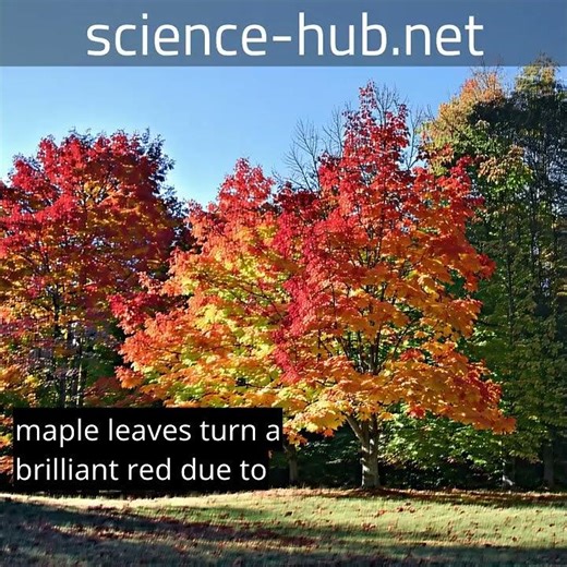 The Science of Autumn Colors