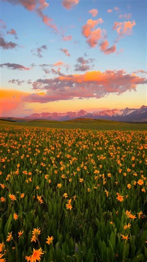 JJ ∣ Photography + Travel | The perfect spring sunset over the mountains and flowers of Colorado 🌻🏔️ | Instagram