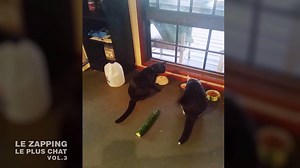 🐱 🥒 = 😂 #JourLePlusChat, le mardi 8 août sur 6ter | 6ter