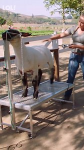 661K views · 10K reactions | Farming with Jennifer Garner and Kevin Hart | LOL Network | Facebook