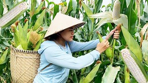Harvesting VIETNAM WHITE CORN Go To The Market Sell and Cook For My Family - Nhung Free Bushcraft | Nhung Free BushCraft