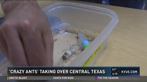 'Crazy ant' species spreads across Central Texas