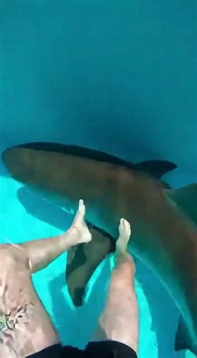 Waterslide into pool full of giant fish #funny #memes