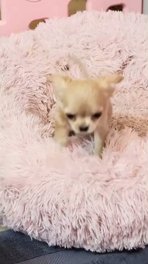 Teacup chihuahua Tessa first time on camera🌟💕🎵 chihuahua puppies available