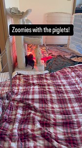 10K views · 651 reactions | The piglets are bouncing around like little rabbits together. We’ve reached the 1 week old milestone! Everyone is playing and zooming more. Drinking lots of milk and staying cozy and warm in the house.  | Heartwood Haven | Facebook