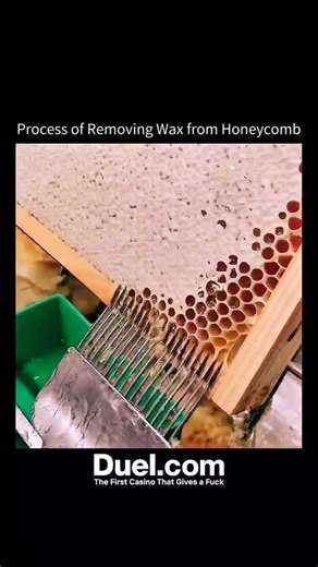 Upfacting on Instagram: "This is how the wax layer is removed from a honeycomb. A special uncapping fork or knife is used to gently scrape off the thin wax layer that seals the honey cells. Once these wax cappings are removed, the honey inside the cells is ready for extraction. The collected wax is then cleaned and reused to make beeswax products like candles, balms, and polish. via: @beesweet_wabenzauber (no copyright intended) #facts #didyouknow #knowledge #experiment #innovation #tech #techno