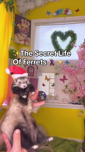 Discover the Enchanting World of Ferrets with Their Secret Life