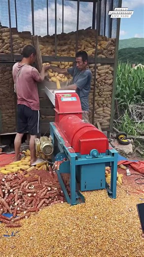 6.9K views · 48 reactions | Corn kernel extraction made easy!  Machines can quickly strip kernels off the cob #worldcountrysidelifevlog #farming #CornProcessing #FarmTech #FoodProduction DISCLAIMER NO COPYRIGHT INFRINGEMENT INTENDED | World Countryside Life Vlog | Facebook