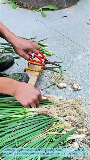 Scissor Synchronicity: How Dual-Cutting Doubles Onion Prep Speed