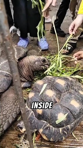 Can turtles come out of their shells?🤔#turtle #animalsfacts #animals