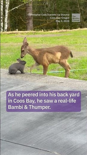 Man Catches Magical Moment Between Real-Life Bambi And Thumper