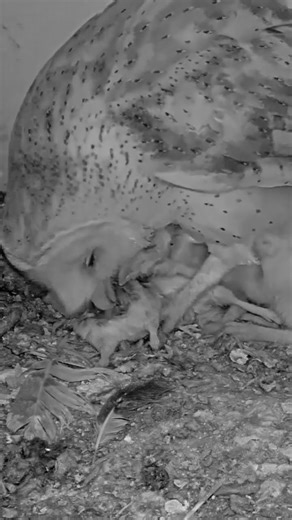 Feeding Time! 🐭 Hungry Barn Owl Chicks Go Wild #BarnOwl #Shorts